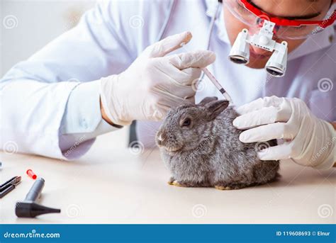 The Were Rabbit's Healing Powers: Myth or Reality?